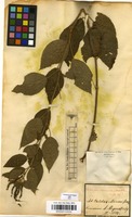 Filed as Acalypha communis Mull.Arg. [family EUPHORBIACEAE]