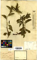 Filed as Acalypha communis Mull.Arg. [family EUPHORBIACEAE]