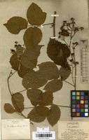 Type of Rubus oreades P.J.Mull. & Wirtg. ex Genev. [family ROSACEAE]