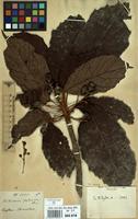 Type of Trichadenia zeylanica Thwaites [family ACHARIACEAE]