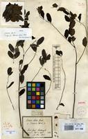 Isotype of Mimosa elata Roxb. [family LEGUMINOSAE-MIMOSACEAE]