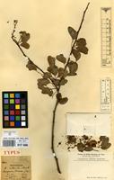 Type of Acacia obliquifolia M.Martens & Galeotti [family LEGUMINOSAE-MIMOSACEAE]