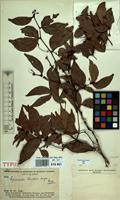 Type of Cynometra krukovii Dwyer [family LEGUMINOSAE-CAESALPINIACEAE]