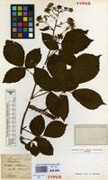 Type of Rubus schlechtendalii Weihe ex Link [family ROSACEAE]