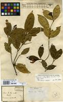 Type of Faramea affinis Müll.Arg. [family RUBIACEAE]