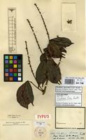 Isotype of Paullinia firma Radlk. [family SAPINDACEAE]