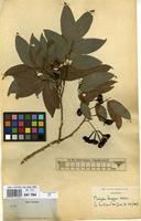 Type of Matayba longipes Radlk. [family SAPINDACEAE]