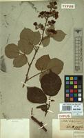 Type of Rubus vestitus Weihe & Nees ex Bluff & Fingerh. [family ROSACEAE]
