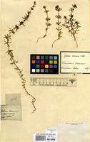 Filed as Galium verrucosum Huds. [family RUBIACEAE]