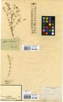 Filed as Galium setaceum Lam. [family RUBIACEAE]