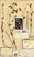 Filed as Galium glaucum L. [family RUBIACEAE]