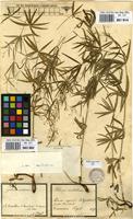 Filed as Galium aristatum L. [family RUBIACEAE]