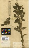 Type of Acalypha urticoides Klotzsch ex Baill. [family EUPHORBIACEAE]