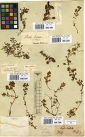 Filed as Lythrum portula (L.) D.A. Webb. [family LYTHRACEAE]