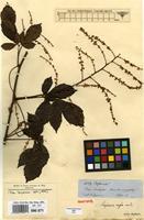 Syntype of Serjania rufa Radlk. [family SAPINDACEAE]