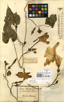 Filed as Ipomoea alba L. [family CONVOLVULACEAE]