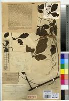 Type of Ampelocissus venenosa De Wild. [family VITACEAE]