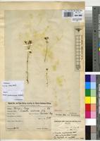 Isotype of Swertia curtioides Gilg [family GENTIANACEAE]