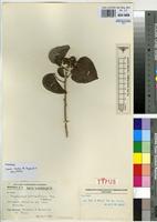 Isotype of Thespesiopsis mossambicensis Exell & Hillc. [family MALVACEAE]