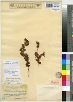 Isotype of Crotalaria thaumasiophylla Harms [family FABACEAE]