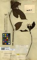 Type of Coussarea accedens Mull.Arg. [family RUBIACEAE]
