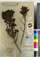 Isotype of Rapanea schliebenii Mildbr. [family MYRSINACEAE]