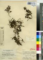 Isotype of Portulaca fischeri Pax var. robusta Poelln. [family PORTULACACEAE]