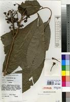Isotype of Lecaniodiscus punctatus J.B.Hall [family SAPINDACEAE]