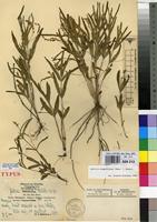 Type of Justicia psammophila Mildbr. [family ACANTHACEAE]