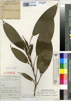 Isotype of Diceratostele gabonensis Summerh. [family ORCHIDACEAE]