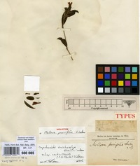 Holotype of Mellera parvifolia Lindau [family ACANTHACEAE]