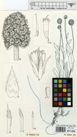 Filed as Sphaeranthus flexuosus O.Hoffm. [family COMPOSITAE]