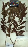 Filed as Tricalysia pallens Hiern [family RUBIACEAE]