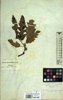 Type of Quercus castaneifolia C.A.Mey. [family FAGACEAE]