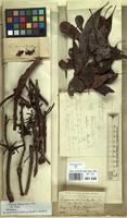 Holotype of Uapaca microphylla Pax var. hendrickxii De Wild. [family EUPHORBIACEAE]