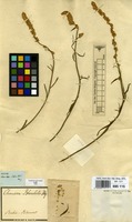 Type of Chamissoa blanchetii Moq. [family AMARANTHACEAE]