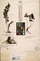 Type of Trichomanes laciniatum Roxb. [family HYMENOPHYLLACEAE]