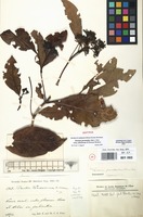 Isotype of Pavetta friesiorum K.Krause [family RUBIACEAE]