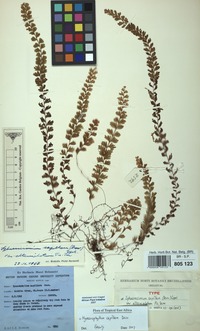Type of Sphaerocionium capillare (Desv.) var. alternialatum Pic.Serm. [family HYMENOPHYLLACEAE]