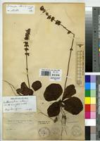 Type of Icomum hockii De Wild [family LAMIACEAE]