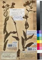Isolectotype of Guizotia schultzii Hochst. ex A.Rich. [family ASTERACEAE]