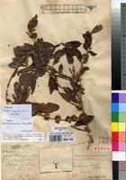 Holotype of Tricalysia seretii De Wild. [family RUBIACEAE]