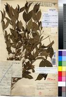 Holotype of Tricalysia ramosissima De Wild. [family RUBIACEAE]
