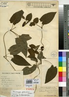 Type of Thunbergia masisiensis De Wild. [family ACANTHACEAE]