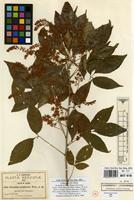 Type of Thouinia acuminata S.Watson [family SAPINDACEAE]