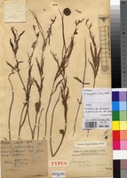 Type of Ceropegia achtenii De Wild. [family APOCYNACEAE]
