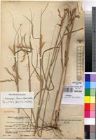 Isosyntype of Andropogon lindiensis Pilg. [family POACEAE]
