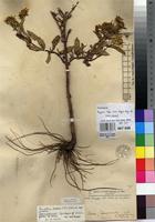 Syntype of Guizotia ringoetii De Wild. [family ASTERACEAE]