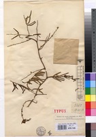 Type of Asparagus subfalcatus De Wild. [family LILIACEAE]