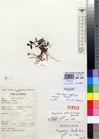 Holotype of Angraecum petterssonianum Geerinck [family ORCHIDACEAE]